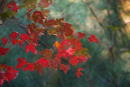 maple leaves, fall, autumn, red, tree, cascade, pattern