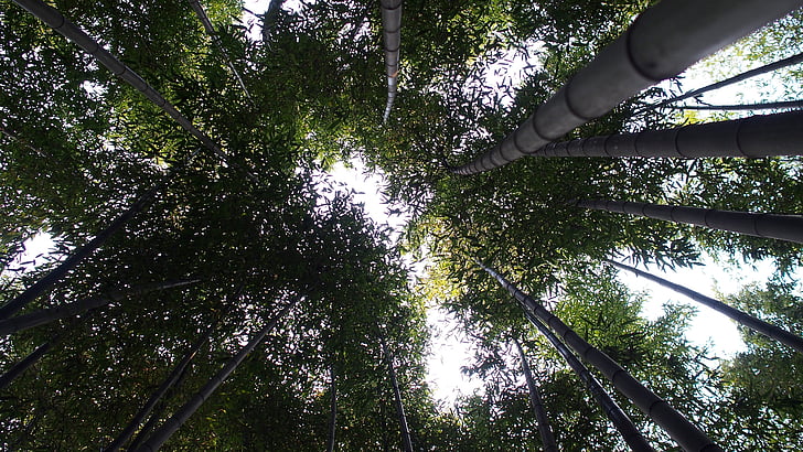 Damyang, bambú, bosque