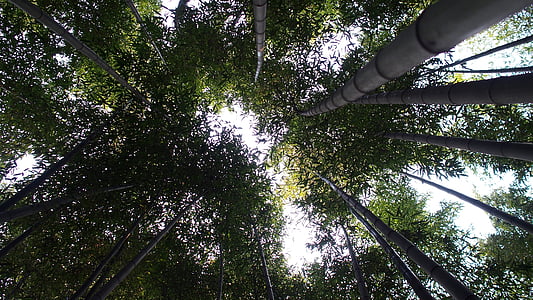 damyang, bambusa, meža