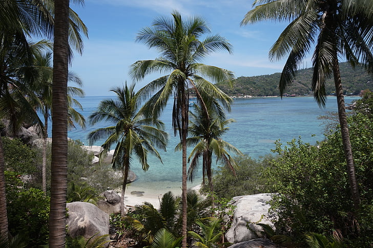 Tropical, palmy, Palmtree, Tajlandia, Wyspa, Plaża, Latem