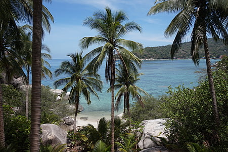 Tropical, Palm, Palmtree, Thailand, ön, stranden, sommar