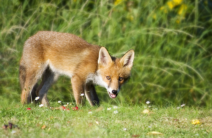 Fox, dyreliv, dyr, natur, rød, pels, utendørs