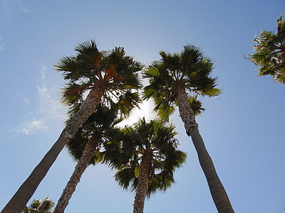 palmuja, auringonvalo, sininen, taivas, kesällä, Tropical, puu
