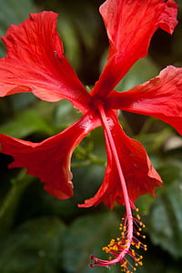 Hibiscus, blomst, rød, Tropical, Bloom, støvdrager, kronblade