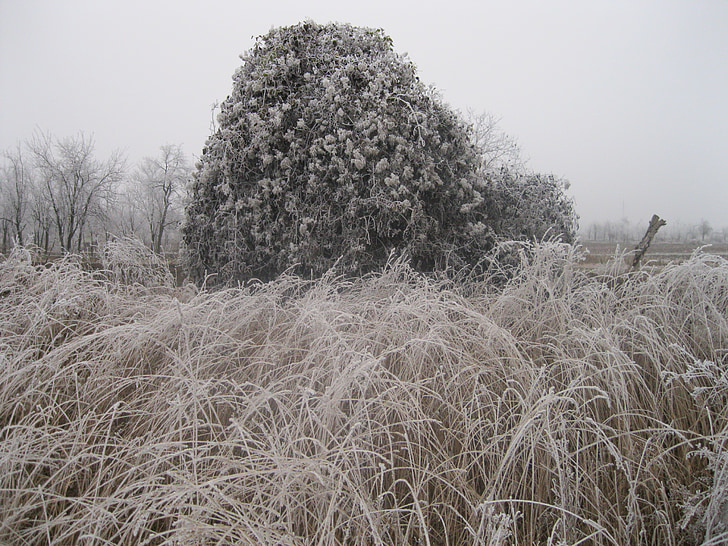 zimowe, mrożone, Bush, trawa, krajobraz, bezdroża, dekoracje