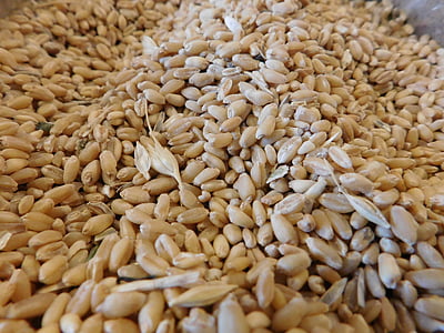 小麦, 粒, 不可欠です, シード, 穀物, ベジタリアン, 健康的です