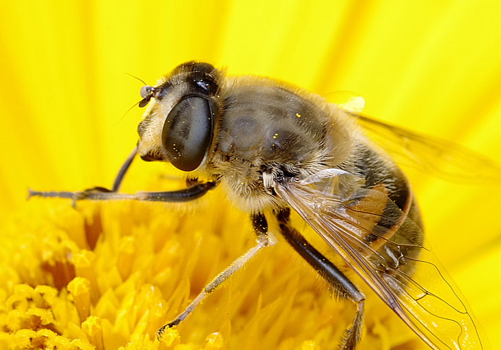 Mucha, prikrivanje, čebela, makro, videz, upodobnienie, za ljudi