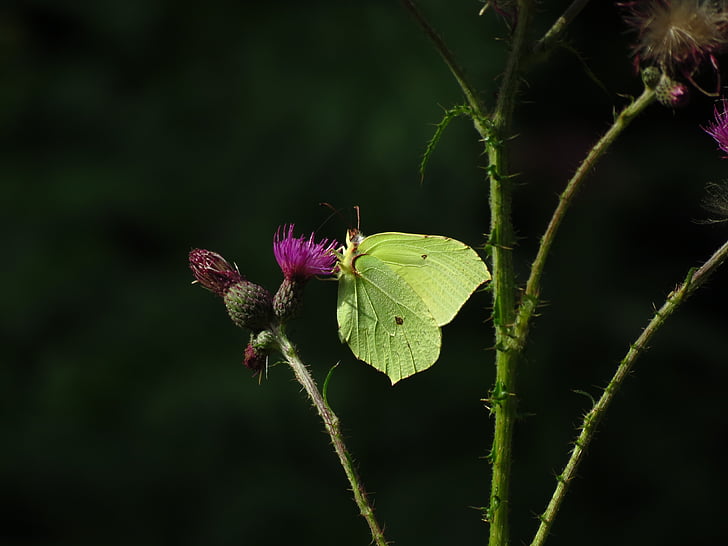 Бримстон бабочка, бабочка, желтый, насекомое, цветок, Природа