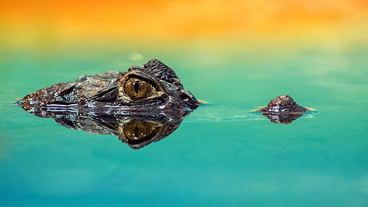 kétéltű, állat, közeli kép:, szín, krokodil, egzotikus, szem