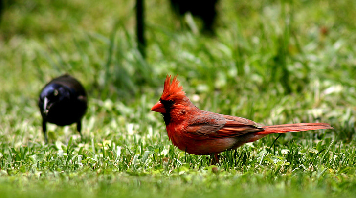 vták, kardinál, červená, operencov, Divoký život, Príroda, detail