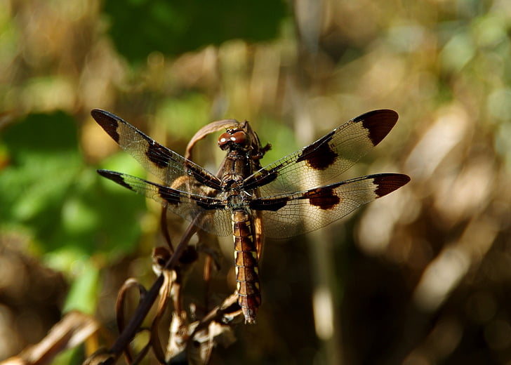 Dragonfly, putukad, lennata, putukate, loodus, looma, Wildlife