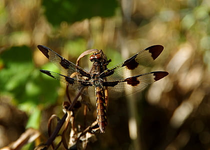 Dragonfly, hmyz, Fly, hmyz, Příroda, zvíře, volně žijící zvířata