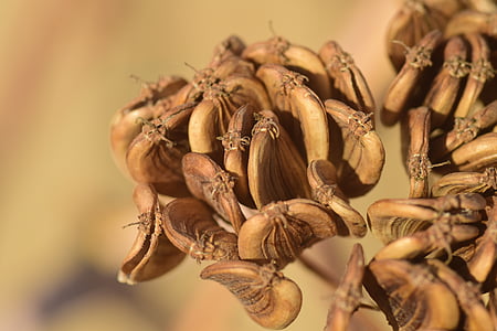 seeds, dry, nature, brown, plant, dried, close