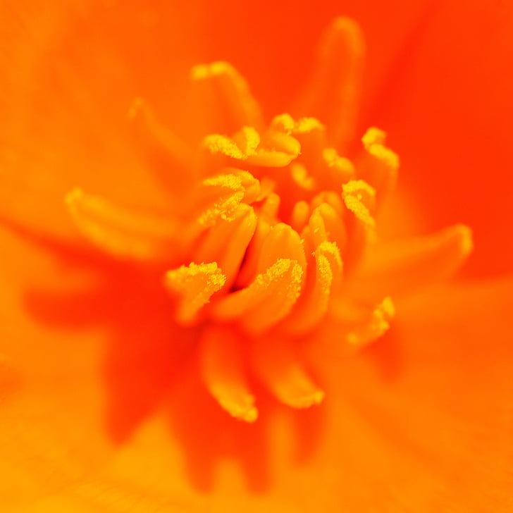 flower, stamens, orange, macro, short depth of field