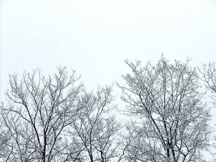 twigs, trees, winter, sky