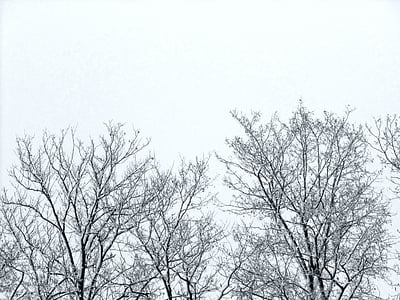 brindilles, arbres, hiver, Sky
