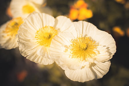 puķe, Pavasaris, krāsa, daba, balta, ziedu, zaļa