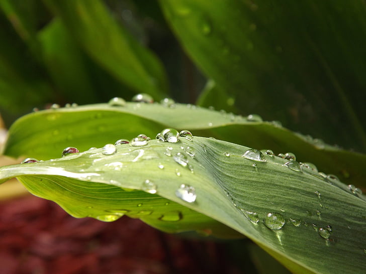 lily of the valley, nature, raindrop, flower, drop of water