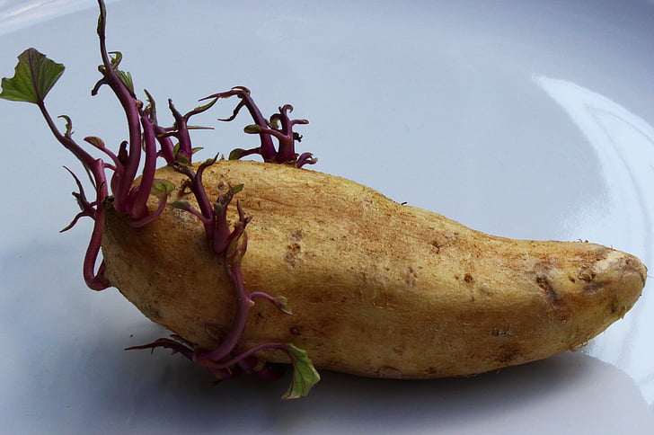 potato, seed potato, vegetable, food, seed, organic, natural