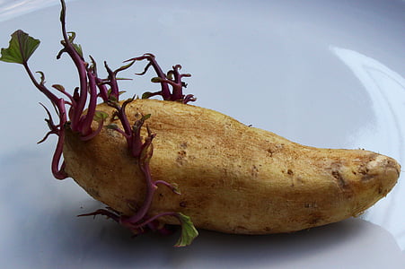kartuli, seemne kartul, taimne, toidu, seemne, orgaaniliste, looduslik