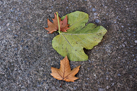 dried leaves, leaves on the ground, autumn, green, brown