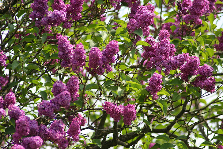 lilas, Purple, fleurs