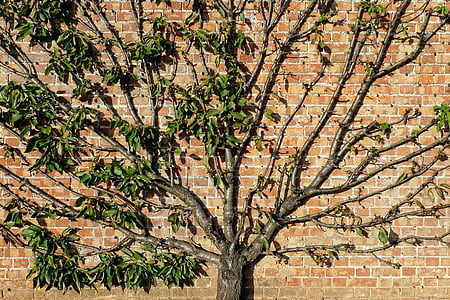 árbol, capacitados, ventilador, fruta, Apple, ornamental, pared