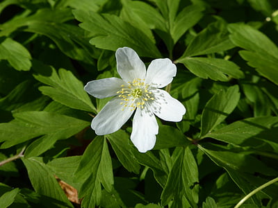 wood anemone, white, spring, nature, blossom, bloom, close