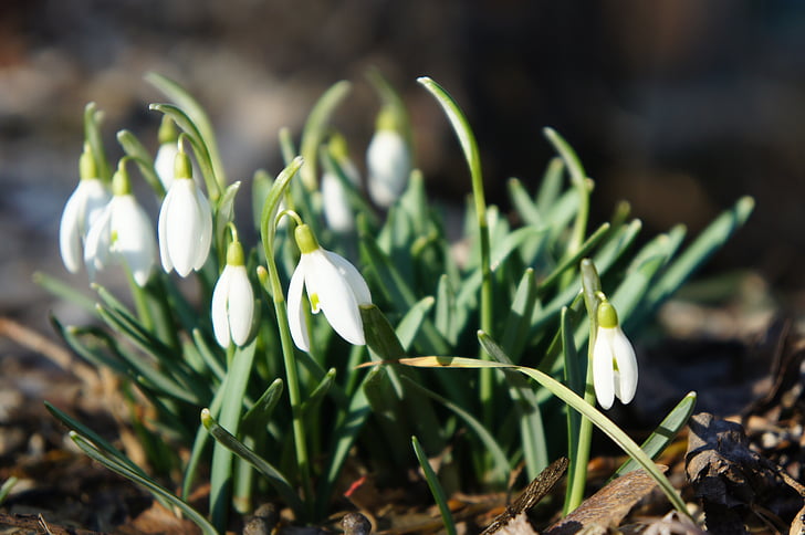 sniegpulkstenīte, Pavasaris, Februāris, gada pavasarī pazīmes, ziedi, aizveriet, balta