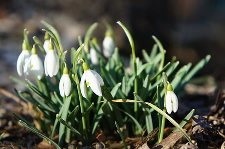 snowdrop, spring, february, signs of spring, flowers, close, white