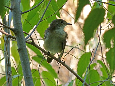 bird, hackberry, sparrow, branch, lookout