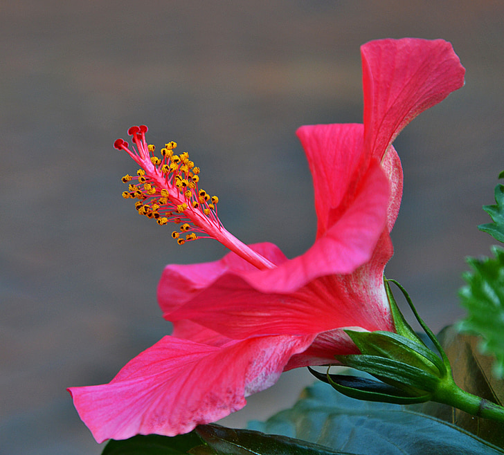 flor del hibisc:, vermell, flor, pistil