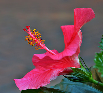 Hibiscus flower, sarkana, puķe, pistil