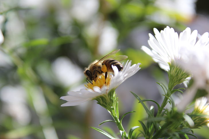 ape, insetto, animale, pianta, fiori bianchi, chiudere, ape del miele