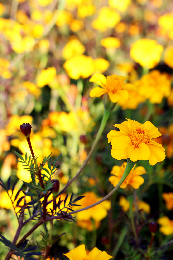 field of flowers, marigold, yellow, autumn graveyard, flower meadow, colorful, flowers