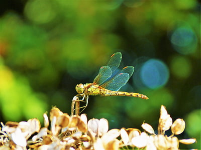 natur, Dragonfly, naturlige, entomologi, insekt, fauna, udendørs