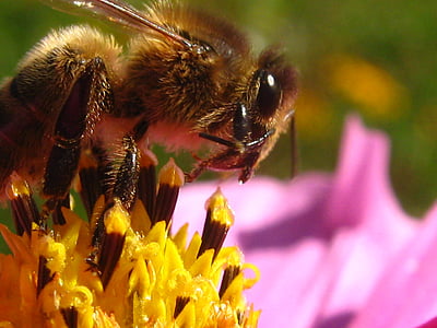 Bee, blomst, insekter, grovfôr, pollinator, honningbie, en dyr