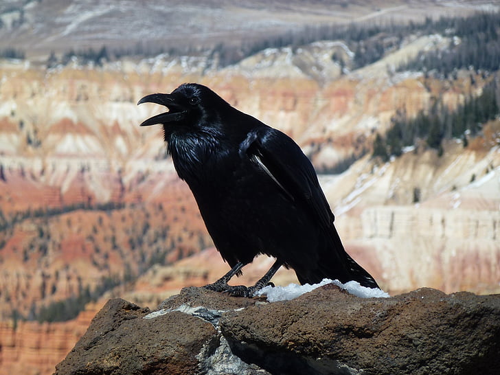 Corbeau, oiseau, faune, nature, à la recherche, Portrait, Cedar breaks national monument