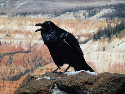 raven, bird, wildlife, nature, looking, portrait, cedar breaks national monument