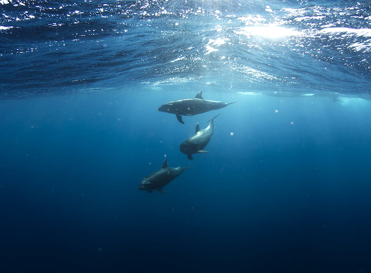 tres, Mar, criatura, sota l'aigua, fotografia, peix, oceà
