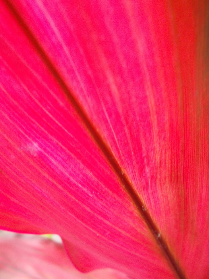 sheet, pink, veins, nature