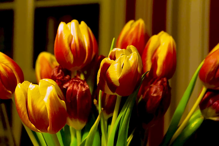 tulipanes, primavera, Strauss, flor de primavera, ramo de tulipán, amarillo, rojo