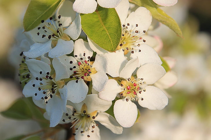 Blossom, Bloom, blanc, floraison de brindille, nature, Direction générale de la, arbre