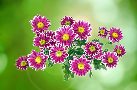 цветок, Цветы, украшения, Природа, Помните, подарок, Справочная информация
