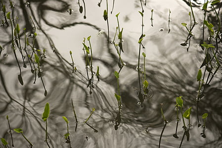 l'aigua, planta, natura, Llac, reflexió, verd, color