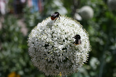 mehiläinen, sipuli, kukka, kasvi, orgaaninen, Puutarha, Kasvis