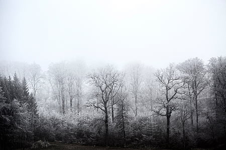 pozimi, gozd, zamrznjeni, sneg, zimski, bela, LED