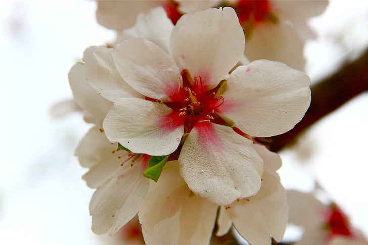almond flower, winter, nature, flower, blossom, petal, white color
