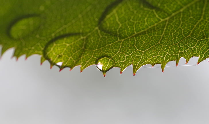 rosenblatt, beaded, drop of water, drip, raindrop, shiny, transparent