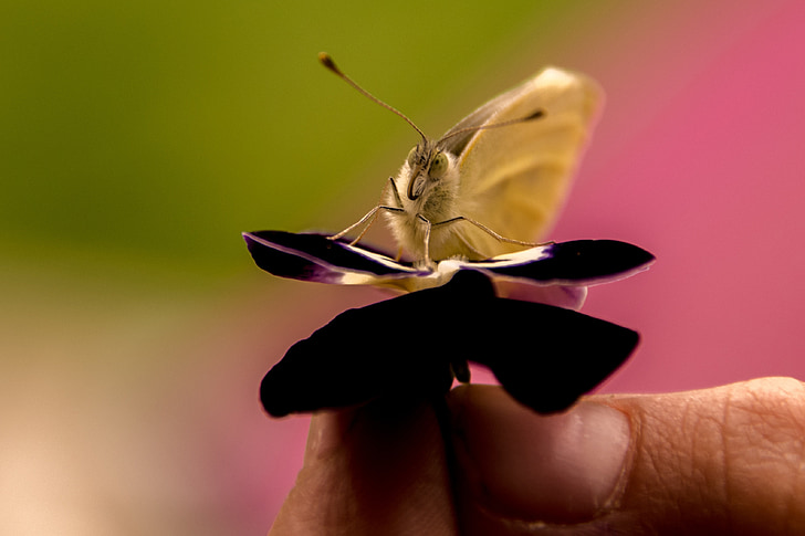 mariposa, Gonepteryx rhamni, insectos, primavera, macro, naturaleza, animal